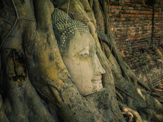 Buddha in The Tree Roots at Wat Mahathat, Ayutthaya