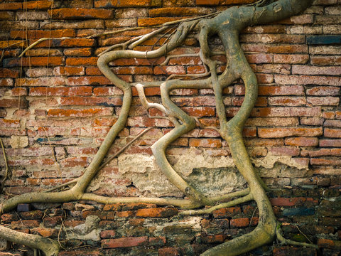root wood covered brick wall