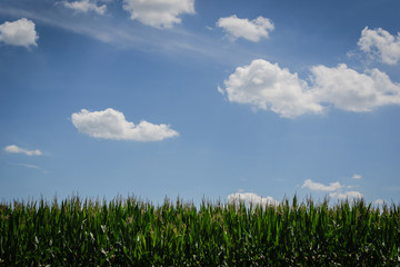 Fototapeta na wymiar Corn field on a summer day