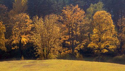 Jesień Pod Światło 
