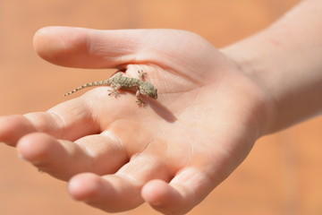 Gecko on the small finger of the boy's hand
