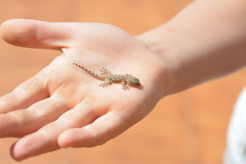 Gecko on the small finger of the boy's hand

