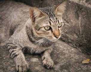 Portrait of cat/Portrait of cat looking something.
