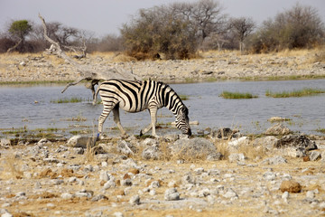 Damara zebra, Equus burchelli antiquorum, at the waterhole, Namibia