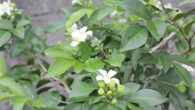 Andaman satinwood (Murraya paniculata (L.) Jack), herb for uterine stimulant