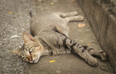 Cat/Cat lying on the ground.