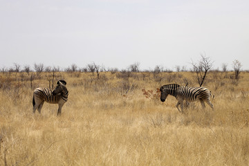 Fototapeta premium Damara zebra, Equus burchelli antiquorum, in the bush Namibia