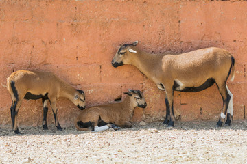 Goat family moment outside a farm house.
