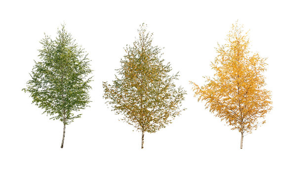 three birch tree