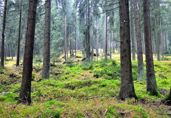Bergwald im Erzgebirge