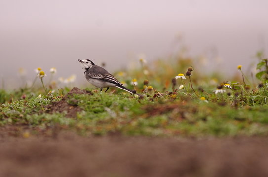 Bergeronnette dans la brume d'automne