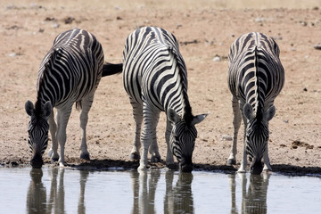Fototapeta na wymiar Damara zebra, Equus burchelli antiquorum, at the waterhole, Namibia
