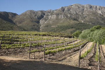 Vines and mountains at Franschhoek in the Western Cape South Africa