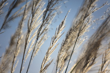 Silhouette of wildflowers in the morning sunrise with soft focus and shallow depth of field.