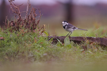 Bergeronnette dans son milieu naturel