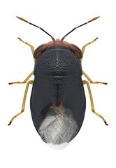 Bug Geocoris erythrocephalus