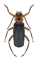 Beetle Cantharis rustica