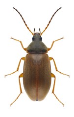 Beetle Isomira murina