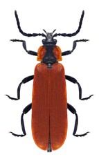 Beetle Lygistopterus sanguineus