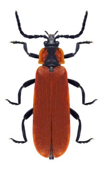 Beetle Lygistopterus sanguineus