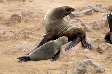 milk suckling Brown fur seal, Cape cros, Namibia