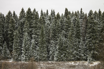 Живописный зимний лес