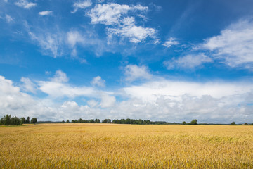 Wheat field with skies in summer.