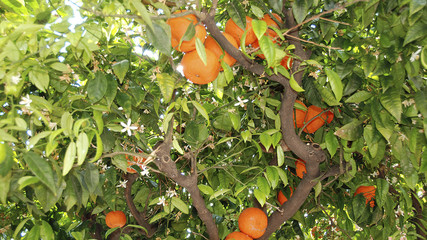 Orangenbaum