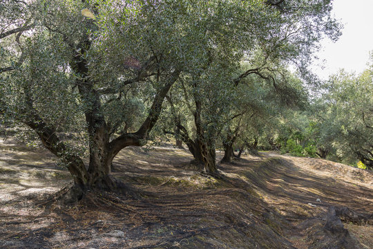 Olive trees with green olives and blue sky