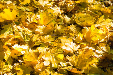 Selective focus on a set of yellow autumn fallen maple leaves