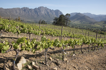 Fototapeta na wymiar Vines and mountains at Franschhoek in the Western Cape South Africa