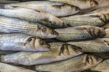 Close up of fresh Sea bass on ice pathway