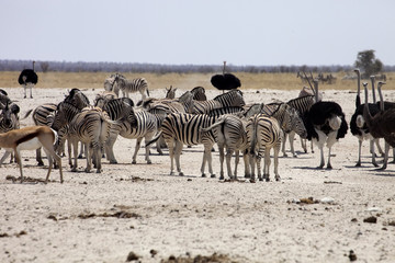 Fototapeta na wymiar Damara zebra, Equus burchelli antiquorum, at the waterhole, Namibia