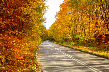 Fototapeta na wymiar Road in the autumnal forest
