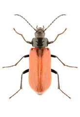 Comb-clawed beetle Omophlus proteus isolated on white background, dorsal view