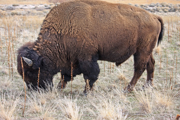 Bison