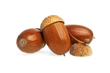 Acorns on a white background