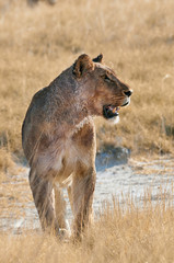 Huge and beautiful lioness