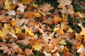 Herbstlaub