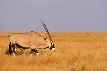 Beautiful oryx walking in the bush in a natural park in the late afternoon light