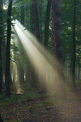 beams of light in the autumn forest
