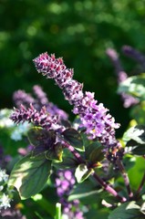 Gewürzpflanze im Garten - Rosa Thymian 