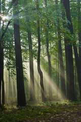 Naklejka premium beams of light in the autumn forest