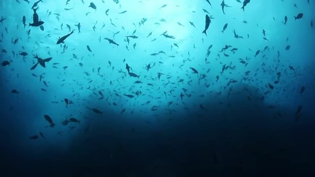 Fish Schooling at Cocos Island, Costa Rica