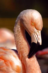 Fotobehang Flamingo, Westfalenpark © fotolicious2904