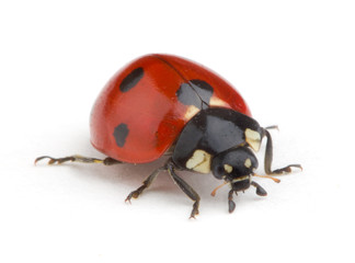 Ladybug isolated on white background