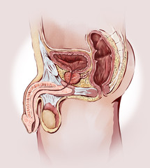 Organi geniali maschili: prostata, testicoli, pene, vescica