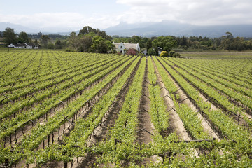 Fototapeta na wymiar A Paarl vineyard during Springtime. Western cape South Africa