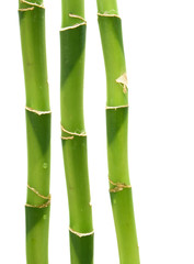 Fototapeta premium bamboo over white background