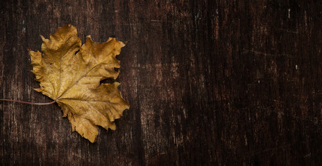 dry maple leaf on wood background